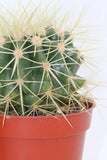 Cactus Golden Barrel - Echinocactus grusonii