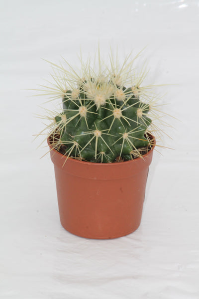 Cactus Golden Barrel - Echinocactus grusonii