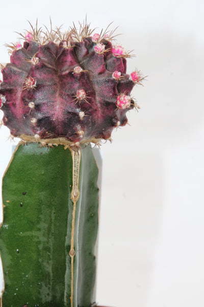 Moon Cactus - Gymnocalycium mihanovichii x hylocereus