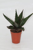 Aloe Mountain - Aloe marlothii