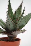 Aloe Mountain - Aloe marlothii