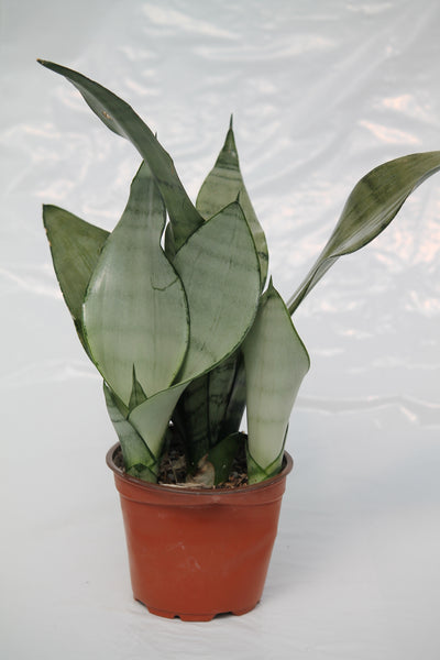 moonshine snake plant canada Snake Plant Moonshine