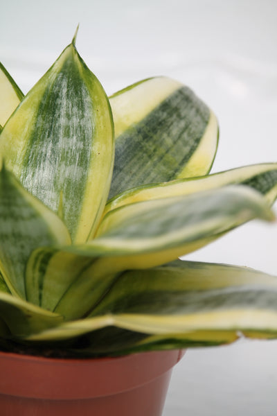 sansevieria golden hahnii benefits Snake Plant Golden Hahnii