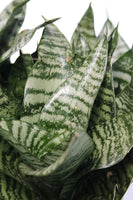 Snake Plant StarPower - Sansevieria trifasciata