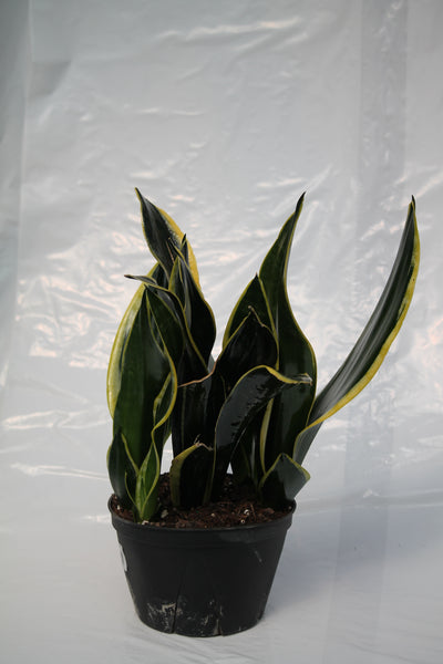 sansevieria black gold compacta Snake Plant Black Gold