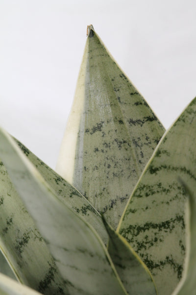 snake plant at night Snake Plant Night Owl