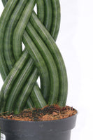 Snake Plant Dragon Fingers - Sansevieria cylindrica