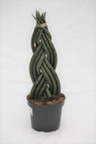 Snake Plant Dragon Fingers - Sansevieria cylindrica