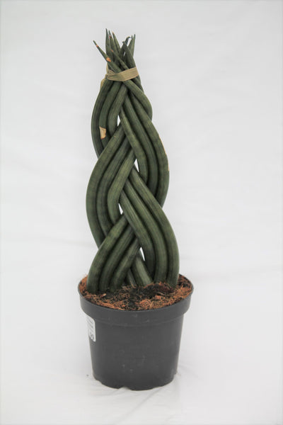 dragon fingers snake plant care Snake Plant Dragon Fingers