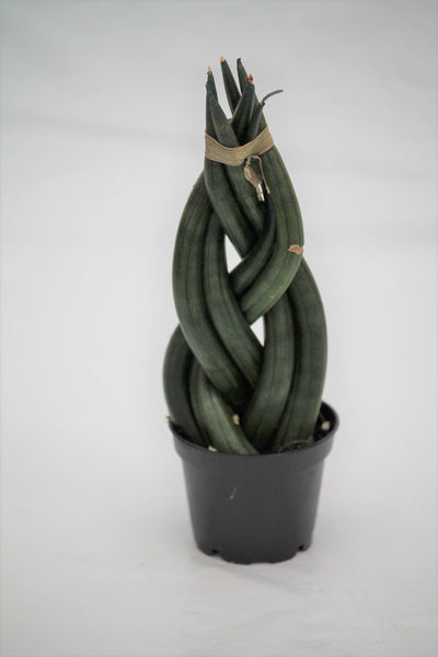 snake finger plant Snake Plant Dragon Fingers
