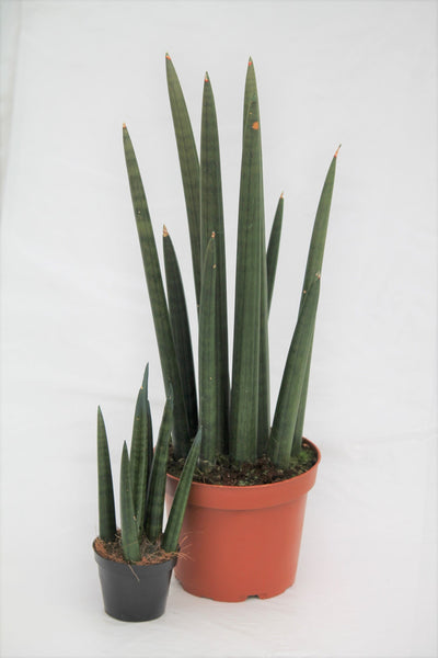 dragon fingers braided snake plant Snake Plant Dragon Fingers
