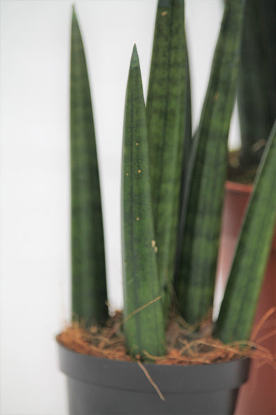 dragon fingers snake plant Snake Plant Dragon Fingers