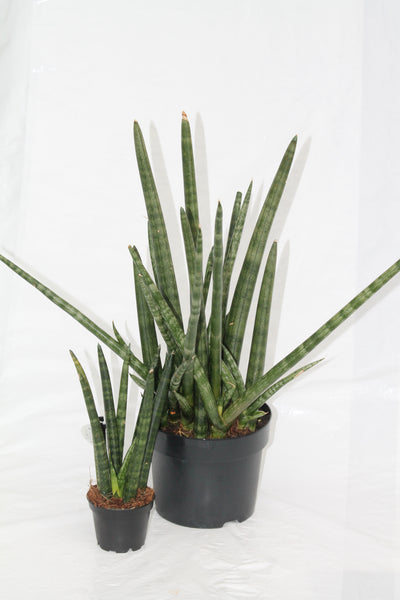 sansevieria dragon fingers Snake Plant Dragon Fingers