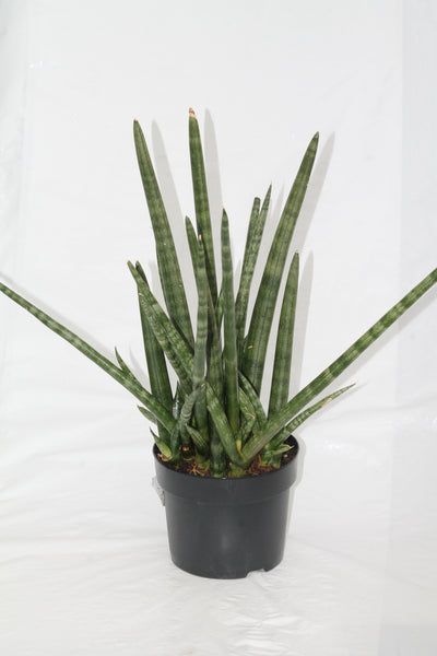 sansevieria cylindrica dragon fingers Snake Plant Dragon Fingers