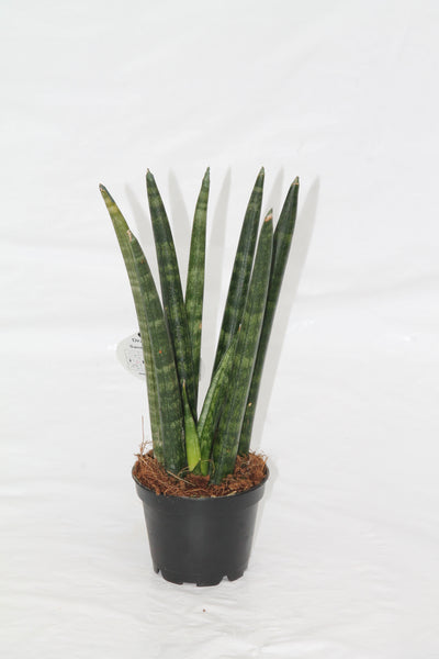 fingers snake plant Snake Plant Dragon Fingers