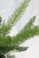 Fern Foxtail - Asparagus aethiopicus