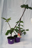 Fig Common - Ficus carica