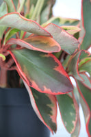 Peperomia Tricolour - Peperomia spp
