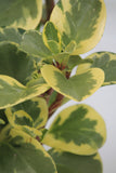 Peperomia Variegated - Peperomia obtusifolia