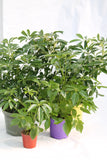Umbrella Plant Green - Schefflera arboricola