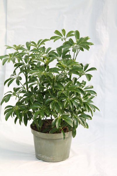 Umbrella Plant Miniature - Arboricola Schefflera