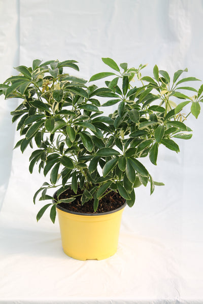 schefflera arboricola dazzle Umbrella Plant Hawaiian Dazzle
