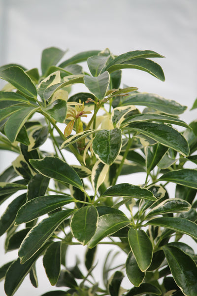 schefflera arboricola dazzle Umbrella Plant Hawaiian Dazzle