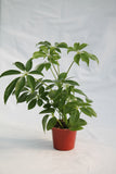 Umbrella Plant Green - Schefflera arboricola