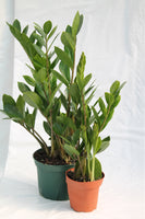 ZZ Plant - Zamioculcas zamiofolia