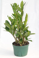 ZZ Plant - Zamioculcas zamiofolia