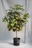 Umbrella Plant Variegated - Schefflera Trinette