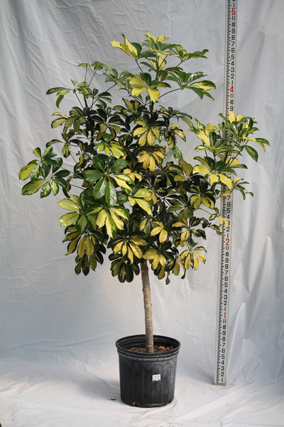 schefflera arboricola variegated 'umbrella' Umbrella Plant Variegated