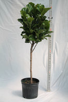 Fig Fiddle Leaf - Ficus Lyrata