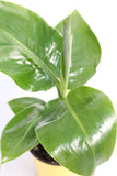 Banana Plant - Musa acuminata
