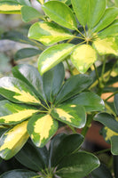 Umbrella Plant Gold Capella - Schefflera 'Gold Capella'