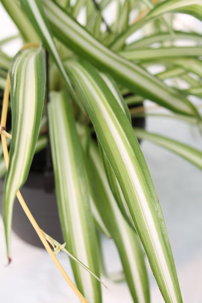 zebra spider plant Spider Plant Variegated