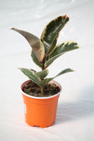Fig Rubber Plant Tineke - Ficus elastica