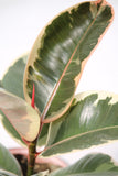 Fig Rubber Plant Tineke - Ficus elastica