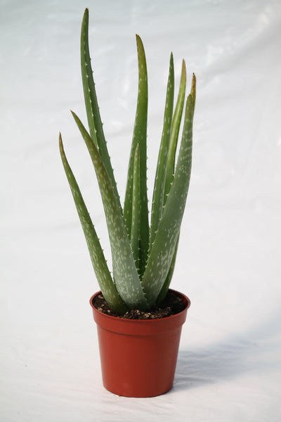 medicine aloe vera plant Aloe Vera Medicine Plant – Family Flowers Inc