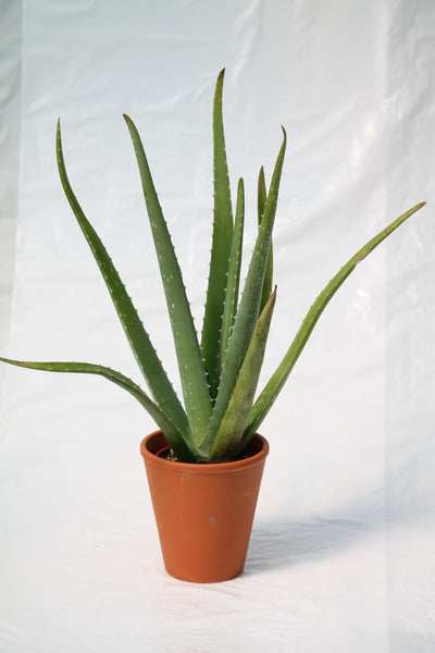 Aloe Vera Medicine Plant – Family Flowers Inc