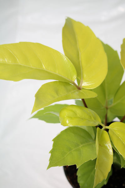 Umbrella Plant Lemon - Schefflera amate 'Lemon Soleil'