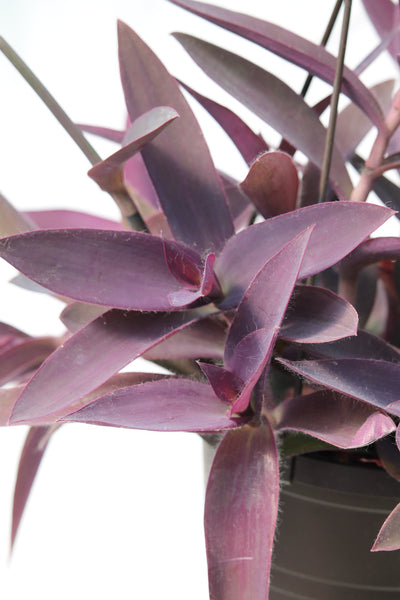 Wandering Jew Purple Heart Plant - Tradescantia pallida