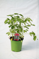 Sensitive Plant - Mimosa pudica