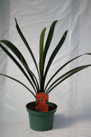 Bush Lily - Clivia miniata