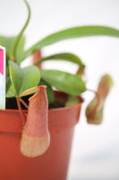 Carnivorous Pitcher Plant - Nepenthes