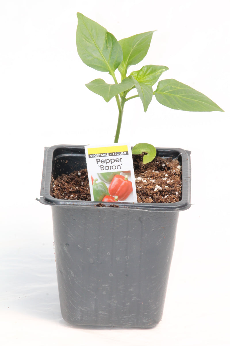 Pepper - Sweet – Family Flowers Inc