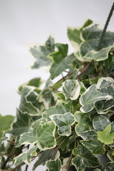Hedera helix 'White Wonder' Common ivy - elho® - Give room to