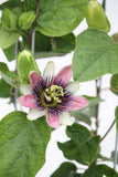 Passion Flower Vine - Passiflora caerulea