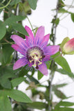 Passion Flower Vine - Passiflora caerulea