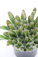 Cactus Dragonfruit - Hylocereus undatus